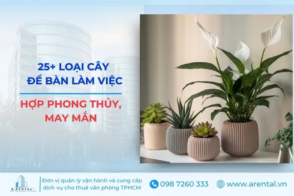 25+ Loại Cây Để Bàn Làm Việc Dễ Sống, Phong Thủy Hợp Mệnh