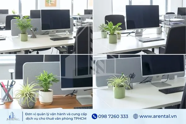 Cận cảnh các chậu cây xanh trang trí phòng làm việc đẹp.