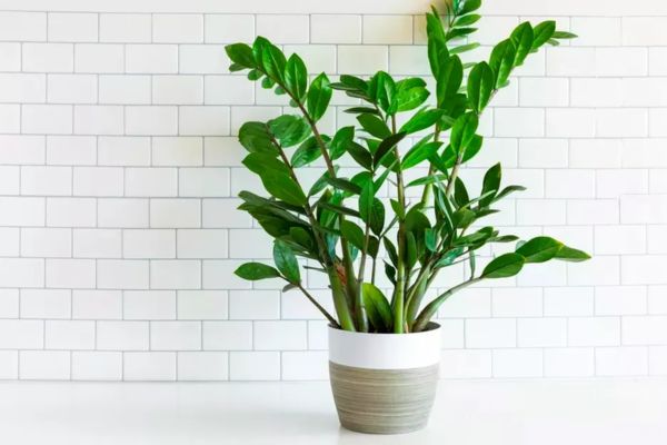 Các loại cây cảnh thu hút tiền tài