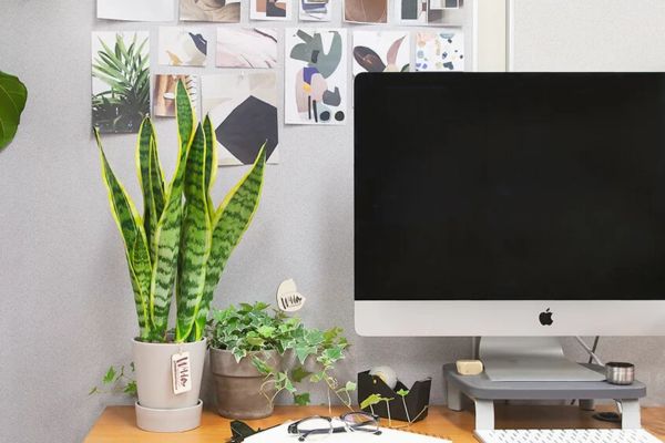 Tác dụng của cây cảnh trên bàn làm việc