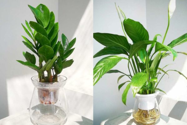 Cây cảnh để bàn làm việc phù hợp với người mệnh Mộc
