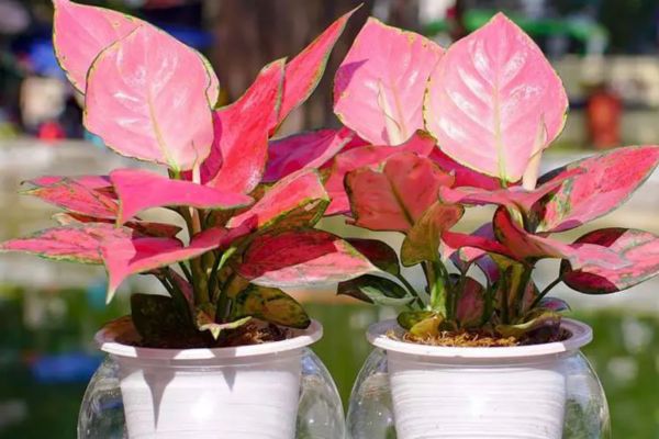 Cây cảnh để bàn làm việc phù hợp với người mệnh Thủy