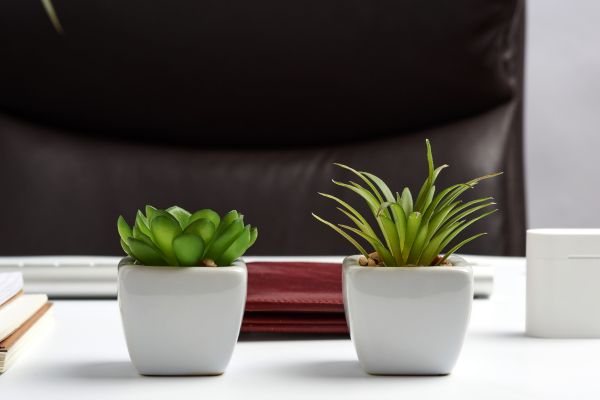 Những lưu ý khi lựa chọn cây cảnh để bàn làm việc