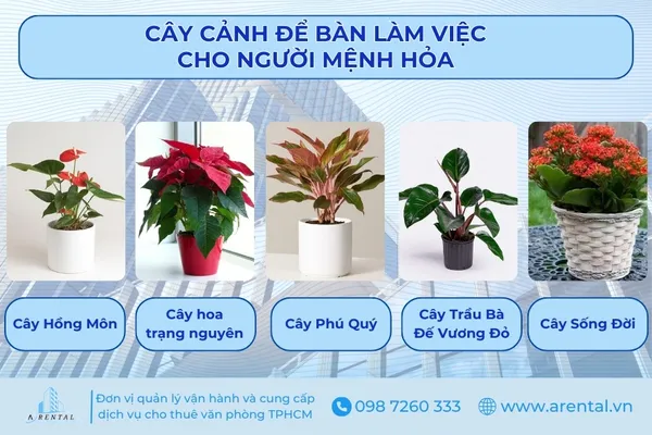 Hình ảnh các cây cảnh để bàn làm việc cho người mệnh Hỏa.