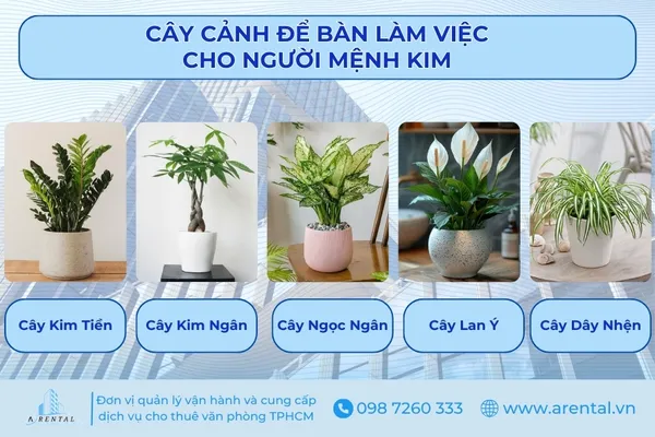 Gợi ý cây cảnh để bàn làm việc cho người mệnh kim.