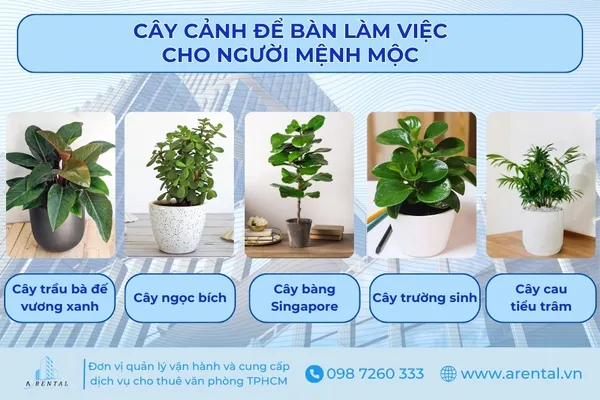 Một số cây cảnh để bàn làm việc cho người mệnh Mộc.