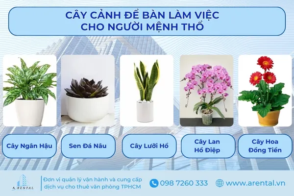 Các cây cảnh để bàn làm việc cho người mệnh Thổ