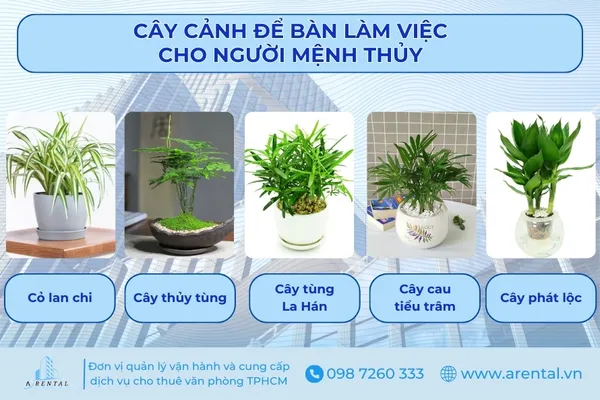 Danh sách các cây cảnh để bàn làm việc cho người mệnh Thủy.