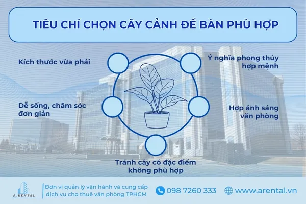 Tiêu chí cần quan tâm để chọn cây cảnh để bàn làm việc phù hợp.