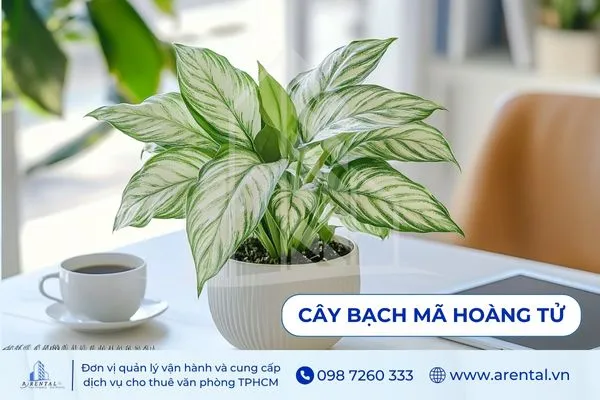 Bạch Mã Hoàng Tử thanh lịch, cây cảnh để trong văn phòng dễ chăm và hợp phong thủy