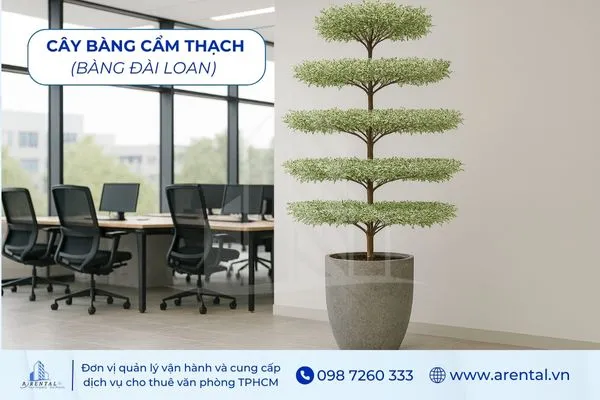 Bàng Cẩm Thạch lá loang sang trọng, cây cảnh phong thủy trong văn phòng hiện đại