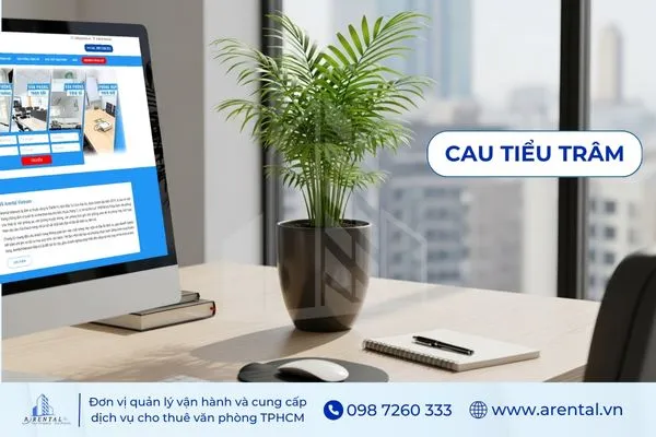 Cau Tiểu Trâm thanh lọc không khí, cây cảnh văn phòng đẹp cho mọi góc nhỏ