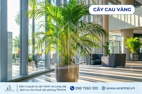 Cau Vàng tán rộng, cây cảnh trong văn phòng giúp không gian sảnh thoáng mát