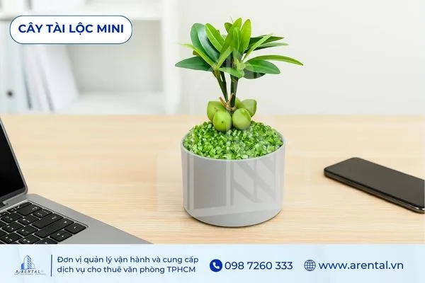 Chậu Tài Lộc Mini phong thủy nhỏ gọn cho bàn làm việc, điểm nhấn cây cảnh văn phòng đẹp