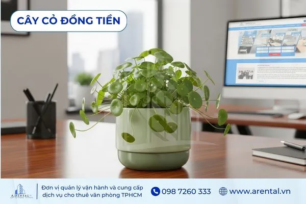 Cỏ Đồng Tiền xanh mát, cây cảnh để bàn làm việc mang ý nghĩa tài lộc