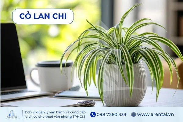 Cỏ Lan Chi nhỏ gọn, cây xanh để bàn làm việc và kệ trang trí văn phòng