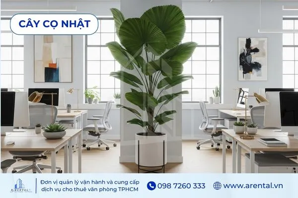 Cọ Nhật dáng cao, cây cảnh trang trí văn phòng nổi bật khu vực sảnh tiếp khách