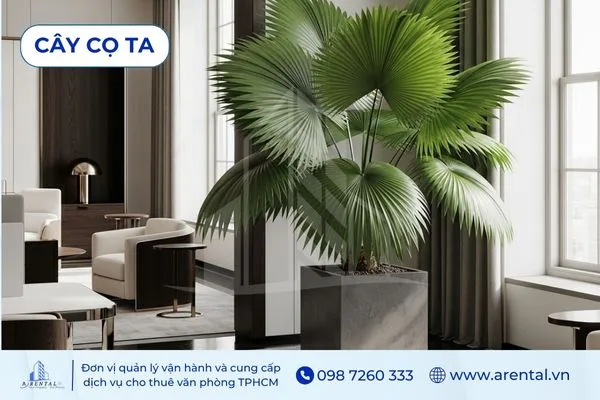 Cọ Ta tán rộng, cây cảnh phong thủy trong văn phòng mang lại cảm giác mát mẻ