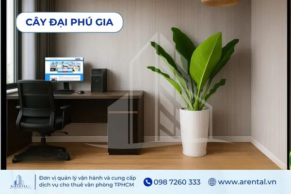 Đại Phú Gia tán rộng sang trọng, lựa chọn cây cảnh văn phòng cho sảnh và góc phòng
