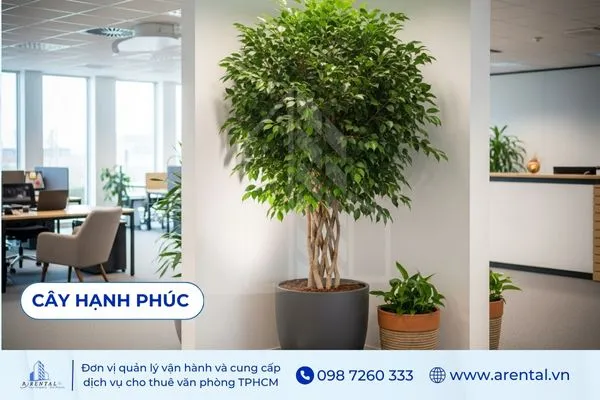Hạnh Phúc lá xanh rực rỡ, cây cảnh văn phòng đẹp mang thông điệp thịnh vượng