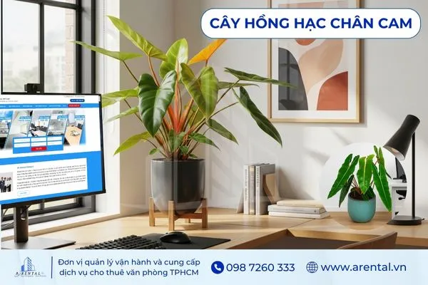 Hồng Hạc Chân Cam độc đáo, cây cảnh văn phòng đẹp mang vẻ nhiệt đới
