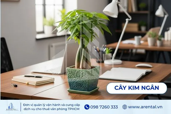 Kim Ngân 5 thân tượng trưng ngũ hành, chậu cây cảnh để trong văn phòng may mắn