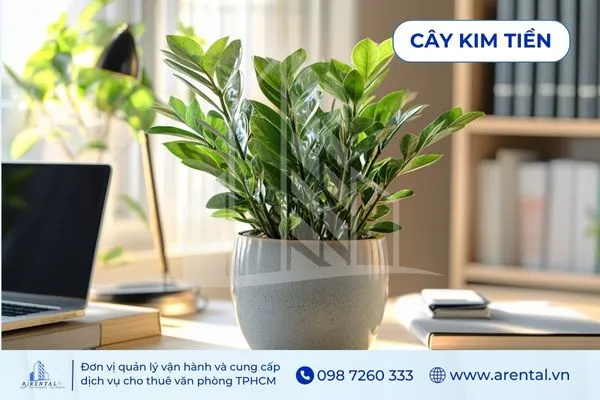 Kim Tiền xanh bóng, cây cảnh phong thủy văn phòng mang lại tài lộc cho khu lễ tân