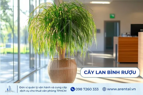 Lan Bình Rượu tán tròn mềm mại, cây cảnh trong văn phòng tạo cảm giác thư giãn