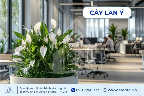 Lan Ý vừa hỗ trợ thanh lọc không khí vừa tạo sự trang nhã cho không gian văn phòng làm việc.