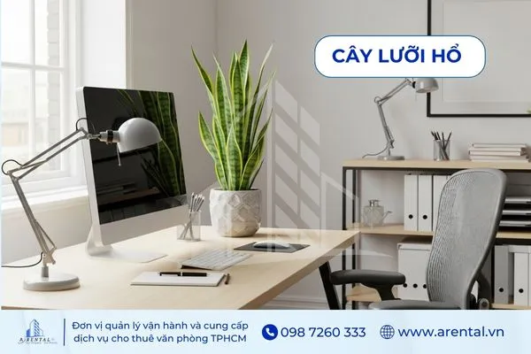 Lưỡi Hổ lọc không khí, cây cảnh văn phòng dễ sống phù hợp nhiều góc phòng