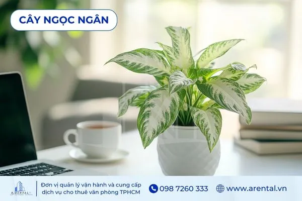 Ngọc Ngân lá đốm sáng, cây cảnh phong thủy văn phòng mang may mắn