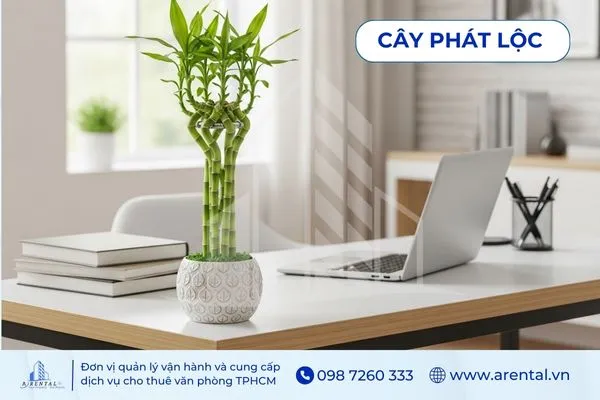Phát Lộc xanh mát mang biểu tượng may mắn, cây cảnh phong thủy trong văn phòng hiện đại