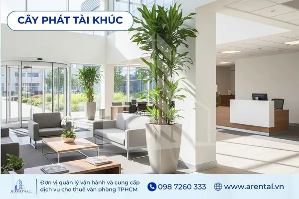 Phát Tài Khúc cao xanh tươi, cây cảnh phong thủy cho đại sảnh công ty