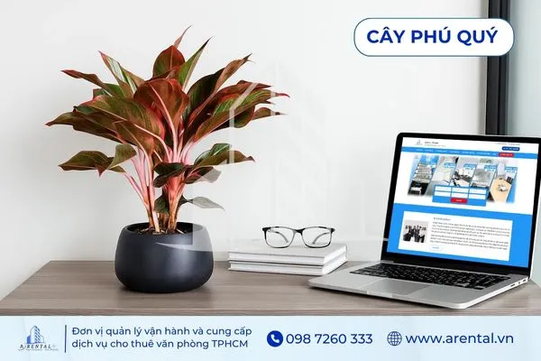 Phú Quý lá đỏ rực rỡ, cây cảnh phong thủy văn phòng mang năng lượng thịnh vượng
