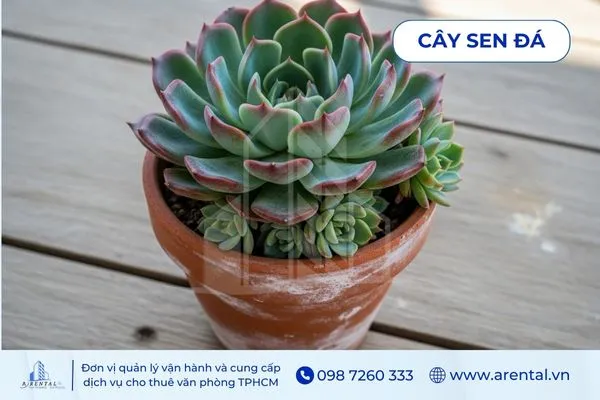 Sen Đá nhỏ xinh, chậu cây xanh để bàn làm việc và trang trí văn phòng