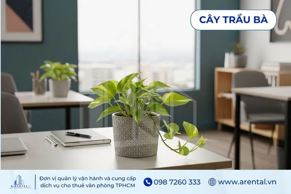 Trầu Bà xanh tươi, cây cảnh trong văn phòng làm việc giúp không gian thêm trong lành