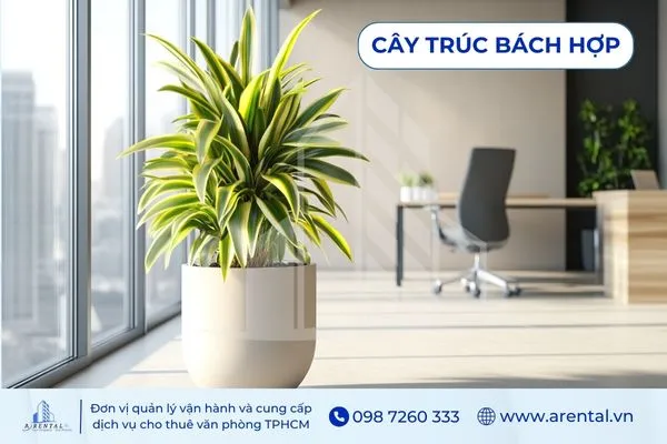 Trúc Bách Hợp mềm mại, cây cảnh để trong văn phòng tạo mảng xanh mát