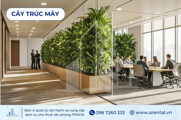 Trúc Mây cao thanh thoát, cây cảnh văn phòng đẹp và lọc không khí hiệu quả