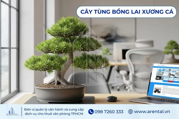 Tùng Bồng Lai Xương Cá dáng bonsai ấn tượng, cây cảnh văn phòng trang trí phong thủy