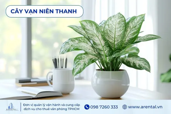 Vạn Niên Thanh xanh quanh năm, cây cảnh trong văn phòng tạo không gian tươi mới