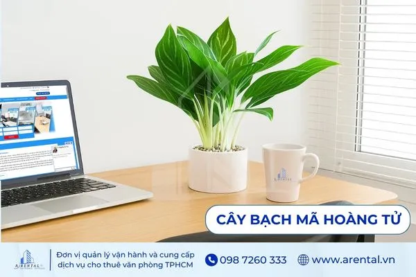 Cây Bạch Mã Hoàng Tử là cây cảnh để bàn làm việc mệnh hỏa tạo cảm giác sang trọng.