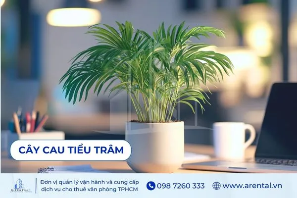 Cây Cau Tiểu Trâm cây để bàn làm việc hợp mệnh hỏa giúp không gian tươi mát.