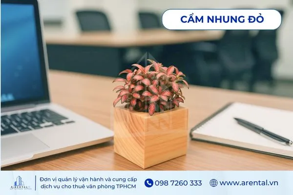 Cây Cẩm Nhung Đỏ thích hợp làm cây để bàn làm việc cho người mệnh hỏa tạo điểm nhấn độc đáo.