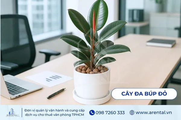 Cây Đa Búp Đỏ mệnh hỏa nên để trên bàn làm việc để thu hút năng lượng tốt.