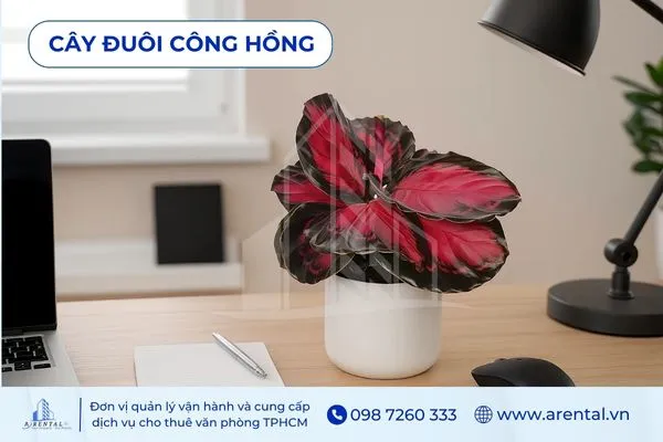 Cây Đuôi Công Hồng là lựa chọn cây để bàn làm việc mệnh hỏa đem lại sự tươi mới.