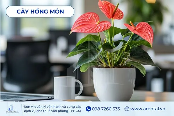 Cây Hồng Môn là cây để bàn làm việc hợp mệnh hỏa mang lại vẻ sang trọng và may mắn.