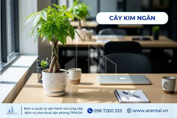 Cây Kim Ngân cũng là cây để bàn làm việc cho người mệnh hỏa mang ý nghĩa tài lộc.