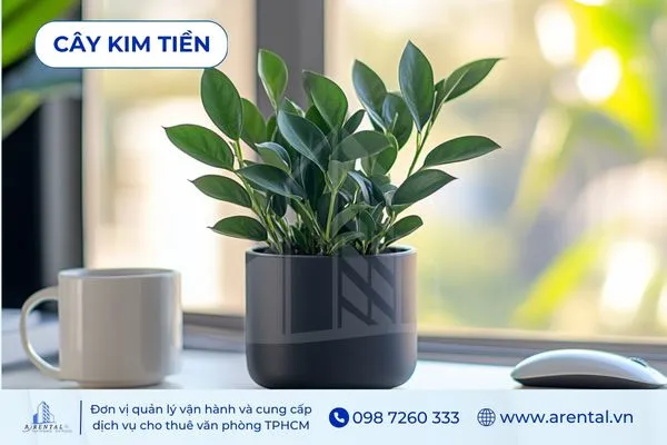 Cây Kim Tiền cây cảnh để bàn làm việc mệnh hỏa giúp thu hút may mắn và thịnh vượng.