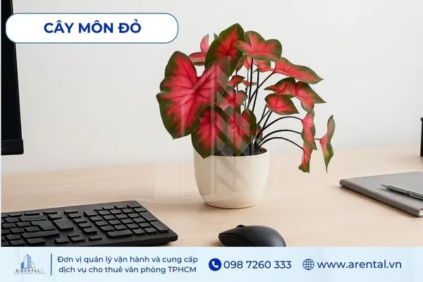 Cây Môn Đỏ hợp mệnh hỏa cây cảnh để bàn làm việc tạo điểm nhấn mạnh mẽ.