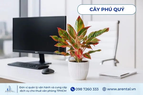 Cây Phú Quý cây cảnh để bàn làm việc hợp mệnh hỏa giúp không gian tươi sáng.